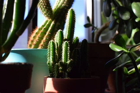 Cacti Care The Ultimate Guide From Watering To Repotting Savage Gardener