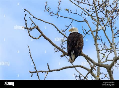 Bald Eagle Perched On A Tree Branch Stock Photo Alamy