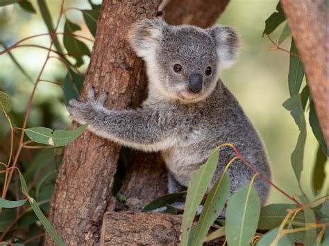 Ecologia El Koala Declarado En Peligro De Extinci N