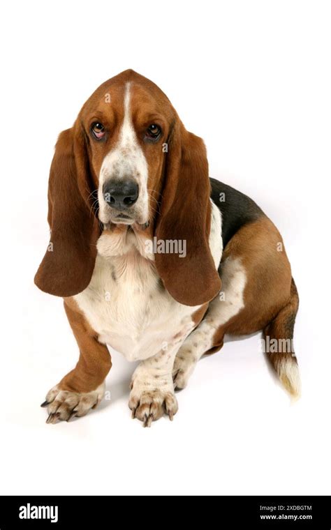 Dog Basset Hound Stock Photo Alamy