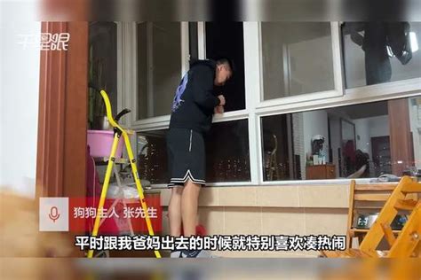 【陕西】狗子听到主人叫看热闹熟练趴上窗户 主人：骗它的，没想到对凑热闹这么上心主人窗户陕西