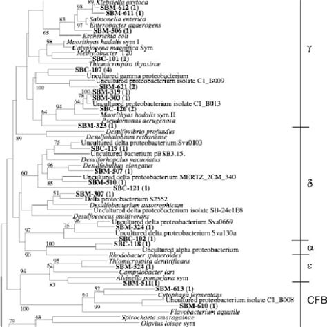 Phylogenetic Trees Showing The Relationship Of 16s Rrna Gene Sequences