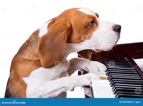 Dog Playing The Piano. Stock Photography - Image: 23043022