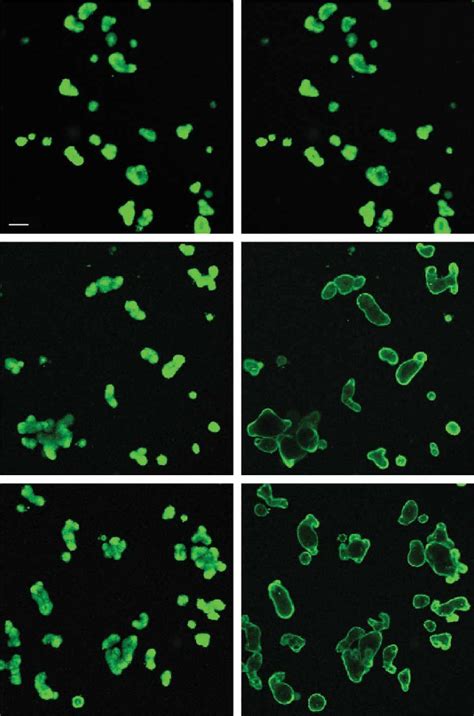 Representative Confocal Microscopy Images Of Calcein Green Labelled