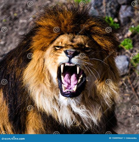 Angry Lion Roaring With Furry Mane Showing Its Teeth Royalty Free