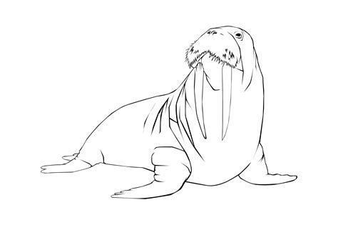 Walrus Vector Lineart Graphic By Rfg · Creative Fabrica