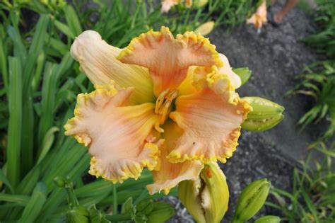 Lewis Daylily Garden Crintonic Gardens The Daylilies Of Curt Hanson