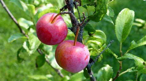 Plum Superior TheTreeFarm