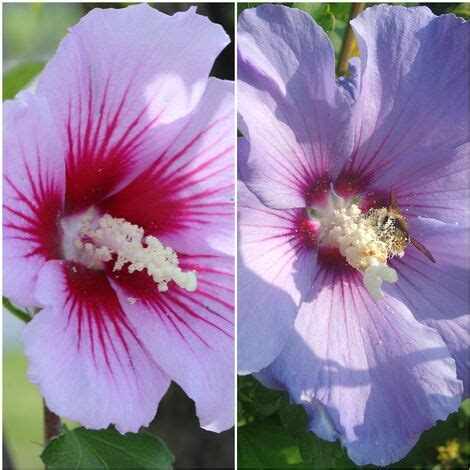 Semillas De Rosa De Siria Hibiscus Syriacus Gramos