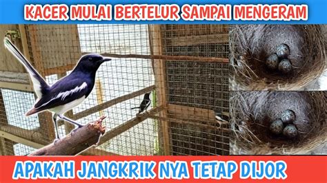 PEMBERIAN EF DAN MANDI YANG BENAR SAAT KACER MULAI BERTELUR SAMPAI