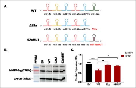 Mmtv Expression Rescued Upon Deletion Or Mutation Of Mir 92a Seed Download Scientific Diagram