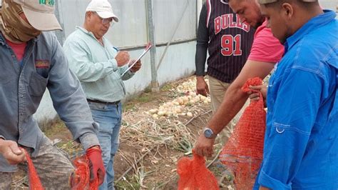 Reten Chiriqui On Twitter Chiriqu Eval An Variedades De Cebolla El