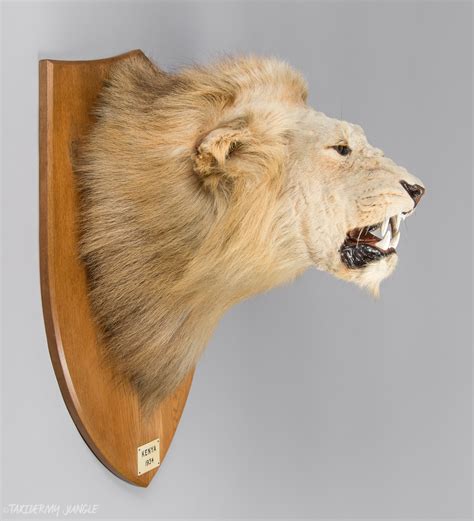 Taxidermy Lion Head by Army & Navy - Taxidermy Jungle