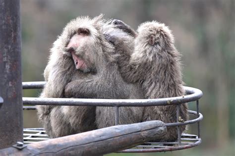 冬の風物詩「たき火にあたるサル」 自然を求めて近辺ぶらり