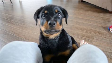 8 Weeks Old Cutest Rottweiler Puppy Youtube