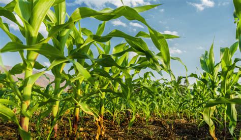 Maize Farming | ADAMA South Africa