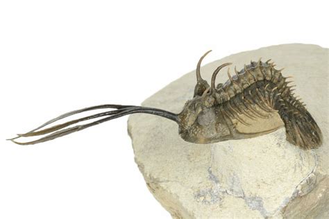 Walliserops Trilobite With Free Standing Spines Foum Zguid