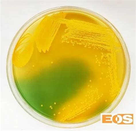 CLED Agar Plate at best price in Palghar by E O S Laboratory | ID ...