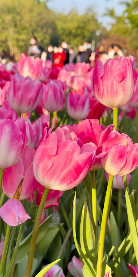 Pin By Zmn On Tulip Flower Aesthetic Flower Phone Wallpaper