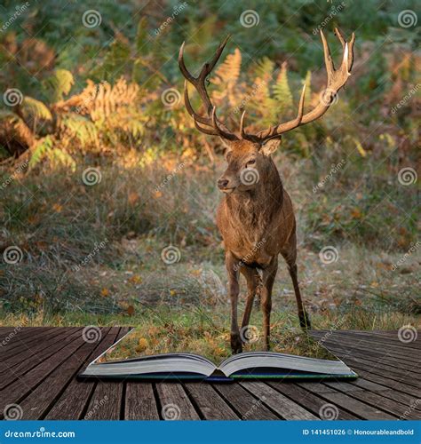 Beautiful Portrait Of Red Deer Stag Cervus Elaphus In Colorful Autumn