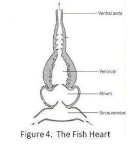 Fish Heart Diagram