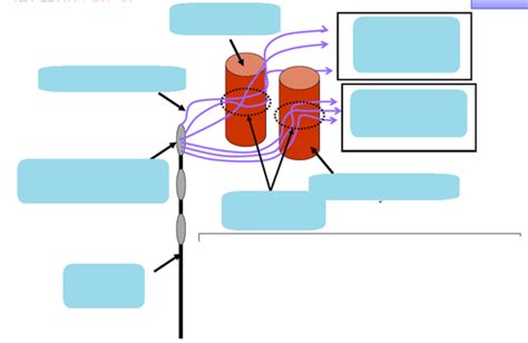 Autonomics of the head, typical parasympathetic ganglion, ciliary ...