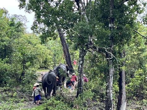 Chiang Mai Excursión en Grupo al Santuario de Elefantes y la Cascada