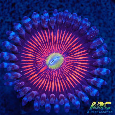 God Of War Revolution A Reef Creation