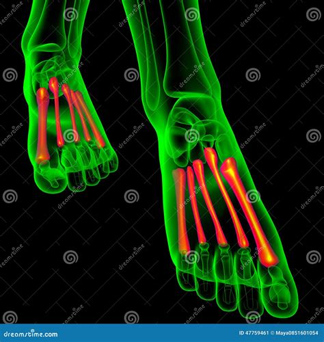 3d Render Medical Illustration Of The Metatarsal Bones Stock Illustration Illustration Of