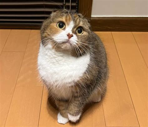 茶色でまんまるふっくらとしたお豆みたい スコティッシュフォールドの「ちゃまめ」 犬・猫との幸せな暮らしのためのペット情報サイト「sippo」