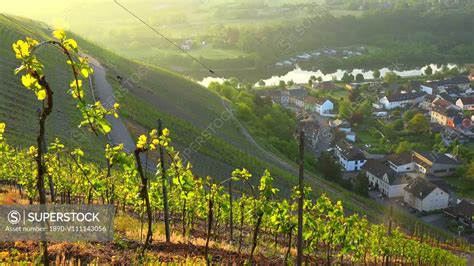 Vineyard In Spring Saarburg Saar Valley Rhineland Palatinate