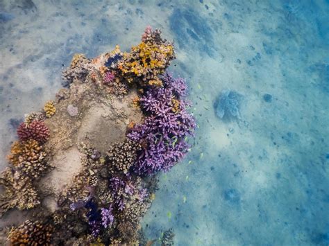 colorful coral reef with sandy ground in the sea 15656318 Stock Photo ...