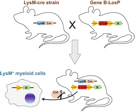 Cre Driver Mice Targeting Macrophages Springerlink