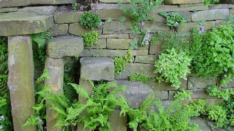 Trockenmauern sind einzigartige Lebensräume für Pflanzen und Tiere