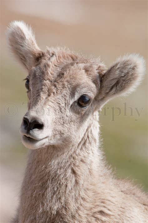 Bighorn Sheep Lamb – Tom Murphy Photography