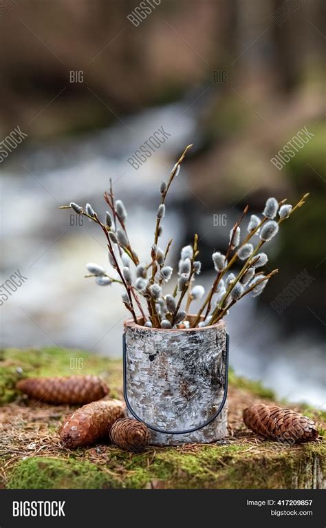 Bouquet Pussy Willow Image Photo Free Trial Bigstock