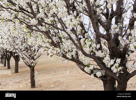 Bradford Pear Tree Or Callery Pear Pyrus Calleryana In Spring Bloom