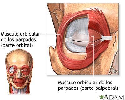 M Sculos De La Cara