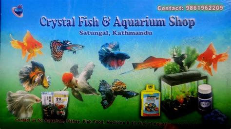 Fish And Aquarium Store Nepal Satungal Chowk Varieties Of Aquarium