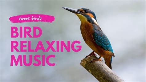 Bird Relaxing Music With Birds Bird Relaxing Music Meditation Music