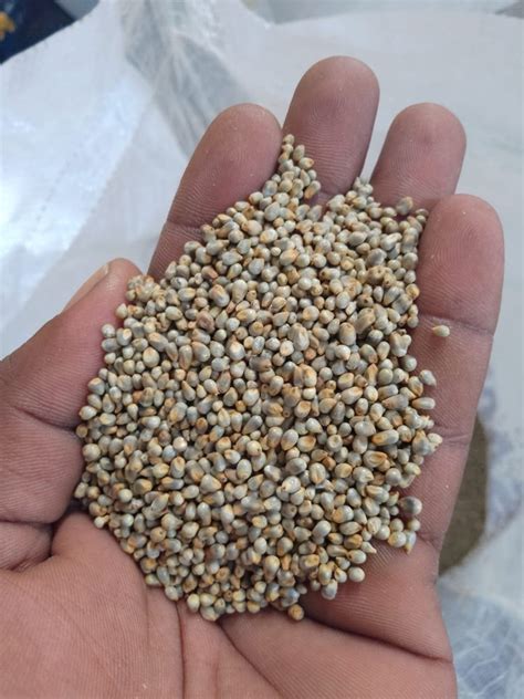 Pearl Millet Kambu Bajra Packaging Type PP Bag Packaging Size 50 Kg