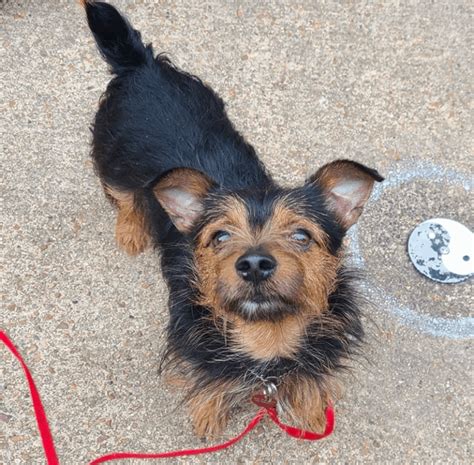 Dorkie Dachshund Yorkshire Terrier Mix Breed Information Guide