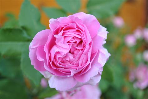 Gratis Billeder Natur Blomst Kronblad Sommer Rose Have Lyser D