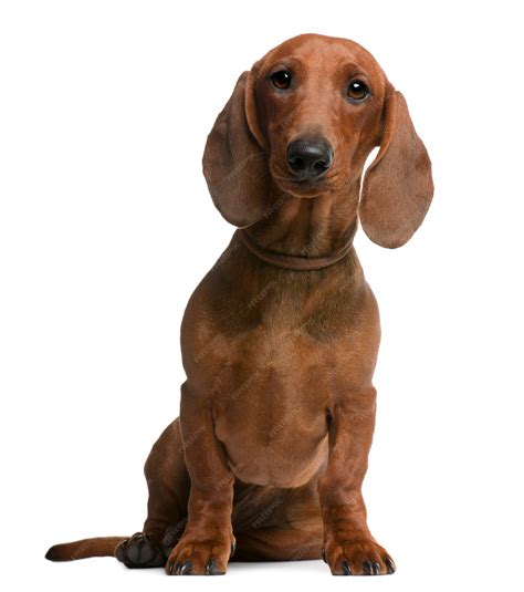 Premium Photo Dachshund Puppy 6 Months Old Sitting In Front Of