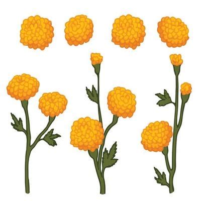 Marigold Flower Vector Art, Icons, and Graphics for Free Download