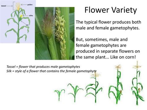 Ppt Chapter 24 Reproduction Of Seed Plants Powerpoint Presentation Free Download Id 5335208