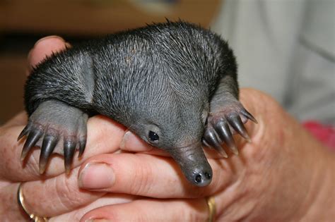 Baby Echidna