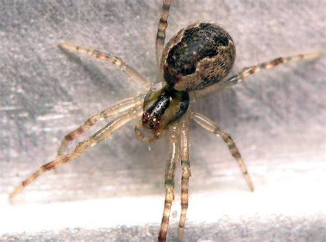 Spider Sex Play Speeds Up Successful Mating Wired