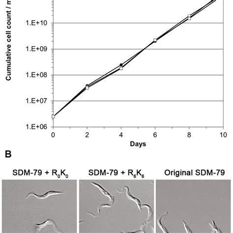 Growth Of T Brucei Procyclic Form Cells In Original SDM 79 And SILAC