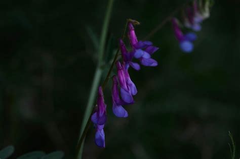 Premium Photo | A flower in the dark purple and pink